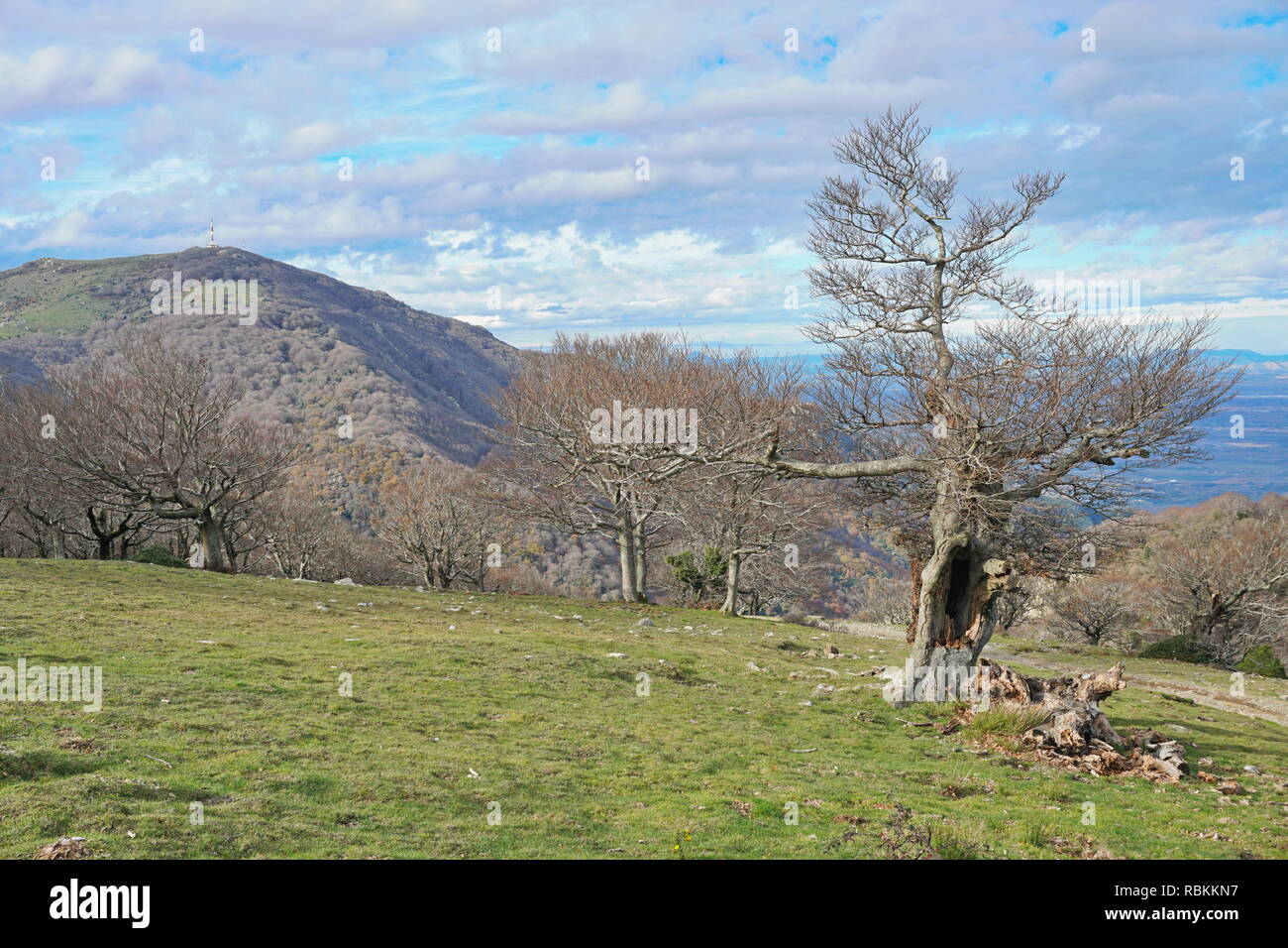 Frankreich Berglandschaft alter Baum mit der peak Neulos im Hintergrund in den Albera massiv, Pyrenees Orientales, Roussillon Stockfoto