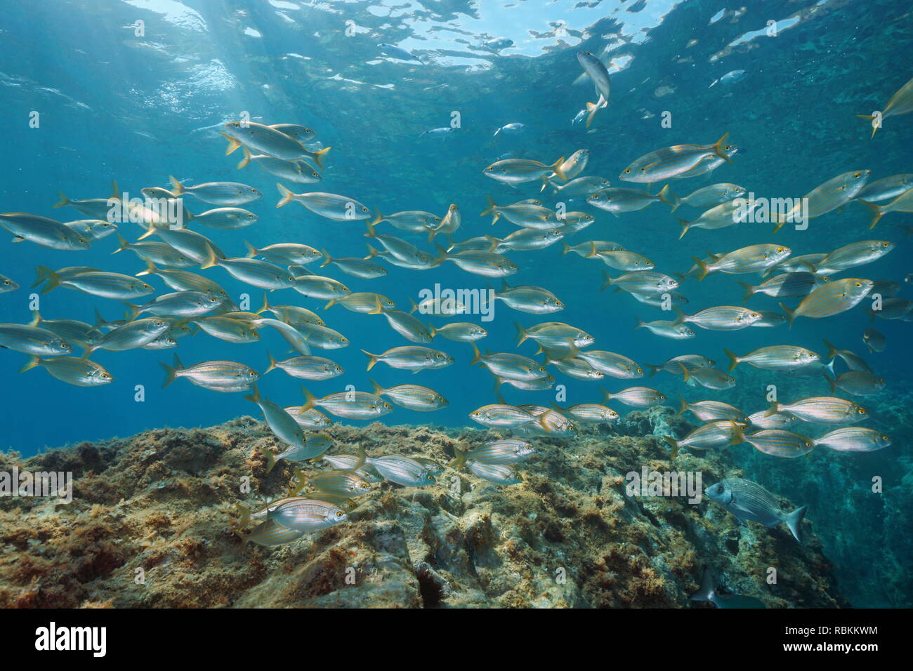 Eine Schule von Fischen unter Wasser im Mittelmeer (Sarpa salpa Fisch), Begur, Katalonien, Costa Brava, Spanien Stockfoto