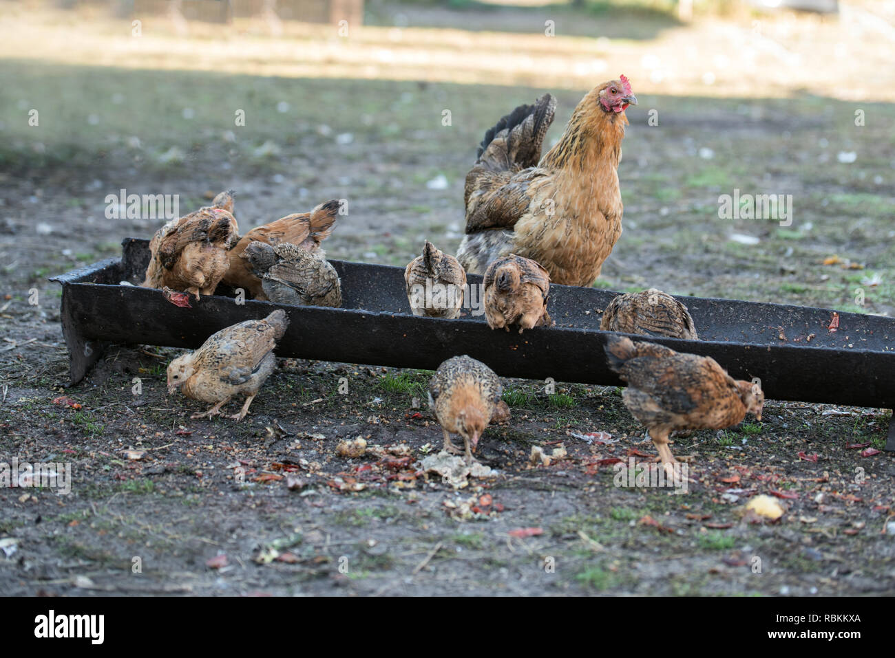 Rote Henne und Küken Essen aus dem Trog Stockfoto