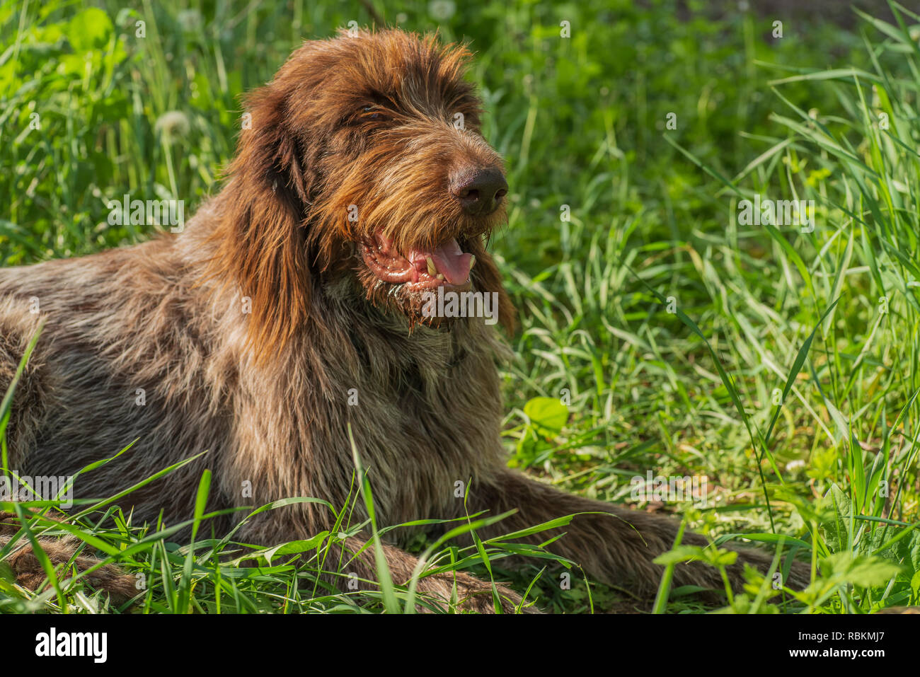 Jagdhund. Drathaar. Ein brauner Hund, ein Jagdhund ist ein drathaar. Braun erwachsenen Hund mit traurigen Augen. Stockfoto