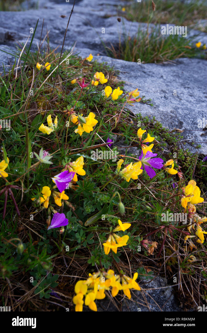 Die blutigen Kran Bill, Vögel Fuß, Eierfrucht, schwarzer Kopf, die Burren, County Clare, Irland, den wilden Atlantik, wilde Blumen Stockfoto