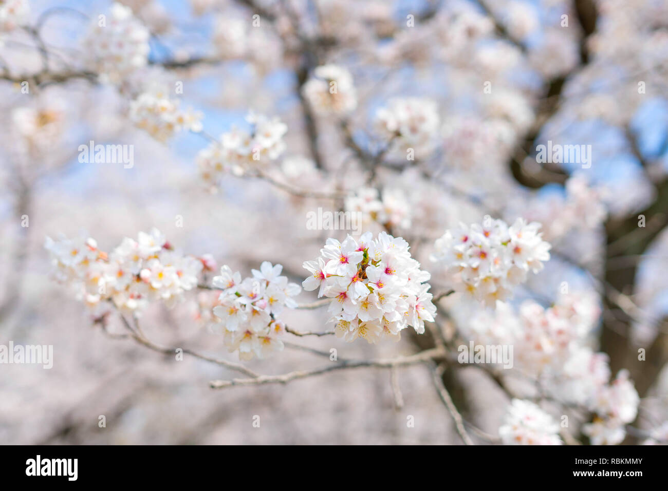 Die Kirschblüte ist berühmt Jahreszeit in Japan. viele Reisende kommen nach Tokio die Kirschblüte Blüte zu sehen. Stockfoto