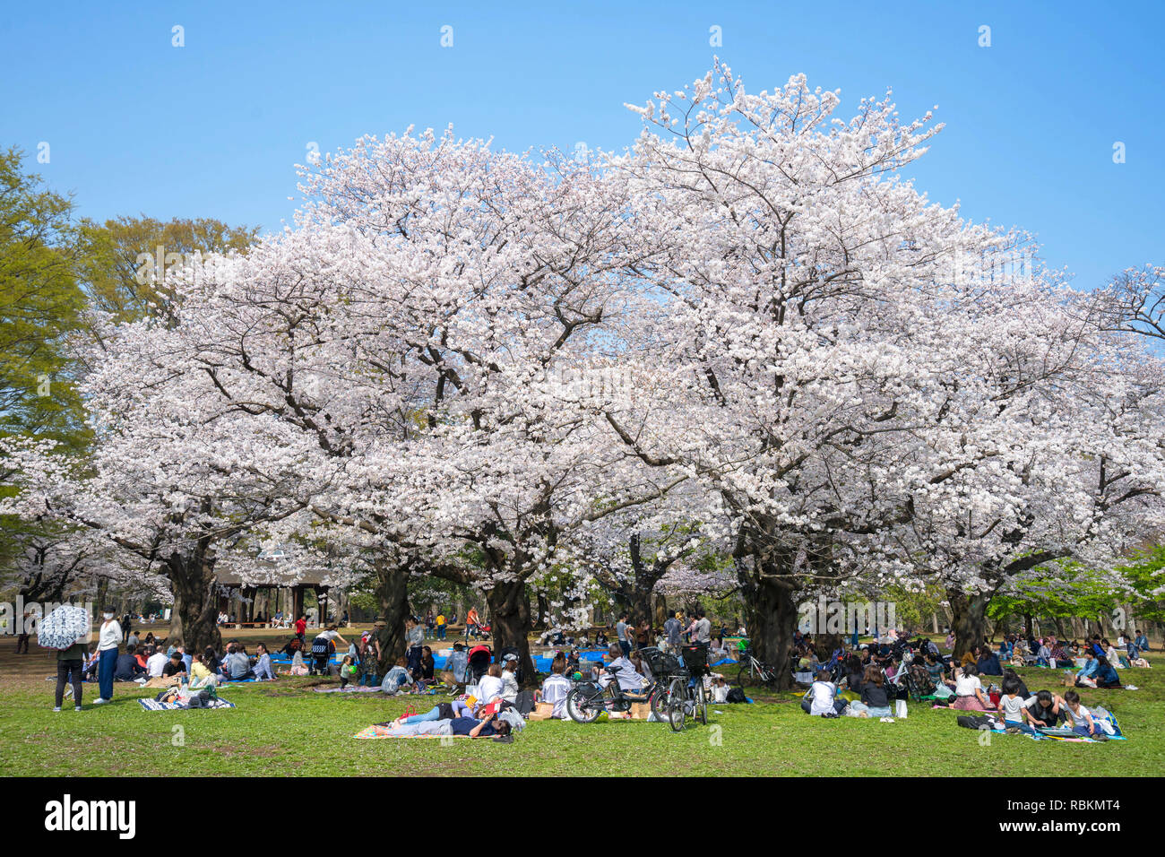 Yoyogi Park (Yoyogi kōen) ist ein Park in Shibuya, Tokio, Japan. Yoyogi Park ist ein beliebtes Ziel für Cherry Blossom anzeigen und Picknicks. Stockfoto