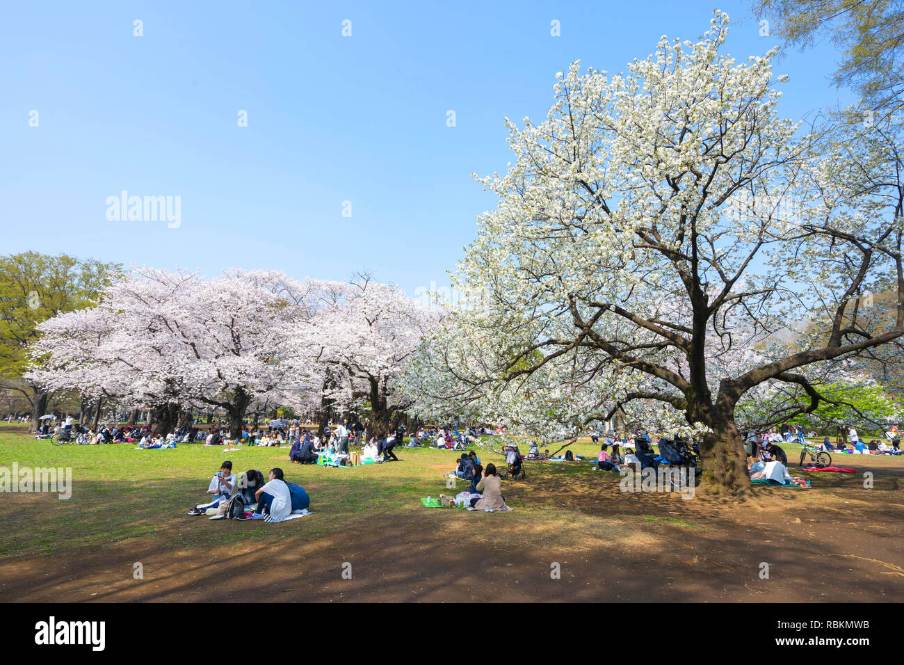 Yoyogi Park (Yoyogi kōen) ist ein Park in Shibuya, Tokio, Japan. Yoyogi Park ist ein beliebtes Ziel für Cherry Blossom anzeigen und Picknicks. Stockfoto