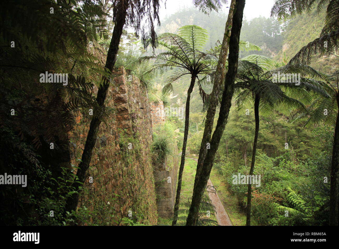 Alte Mauer im Bush Tal mit Farn Bäume Stockfoto