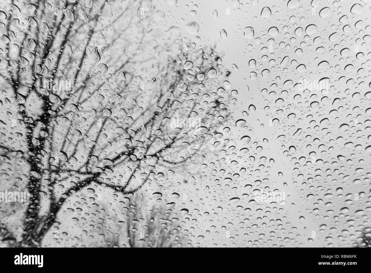 Regentropfen auf der Windschutzscheibe, verschwommenes Baum auf dem Hintergrund, Schwarz & Weiß Stockfoto