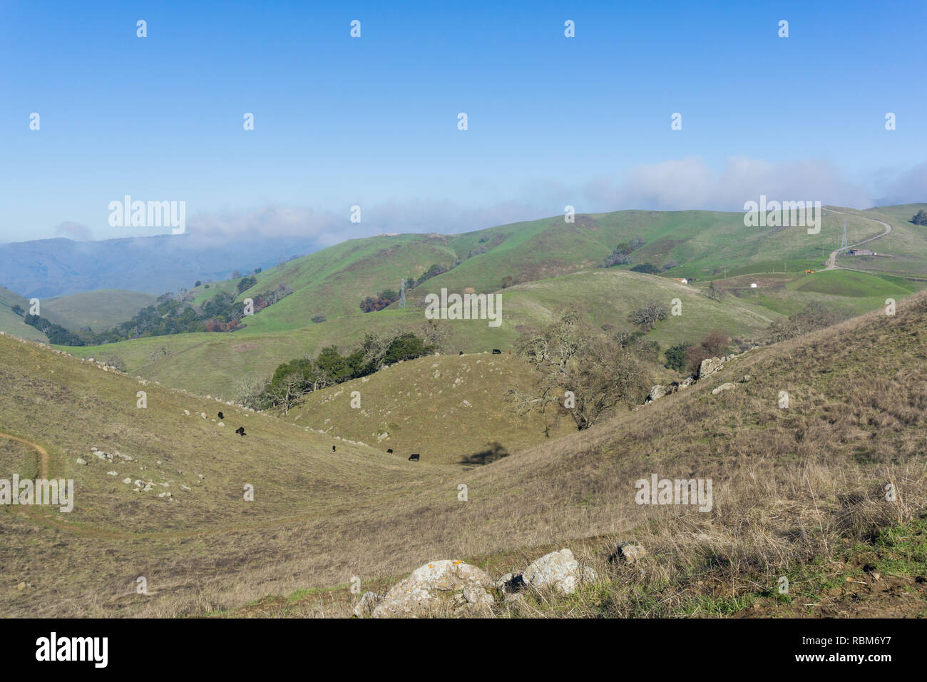 Kühe grasen auf den Hügeln der Sierra Vista Open Space Preserve, South San Francisco Bay, Kalifornien Stockfoto