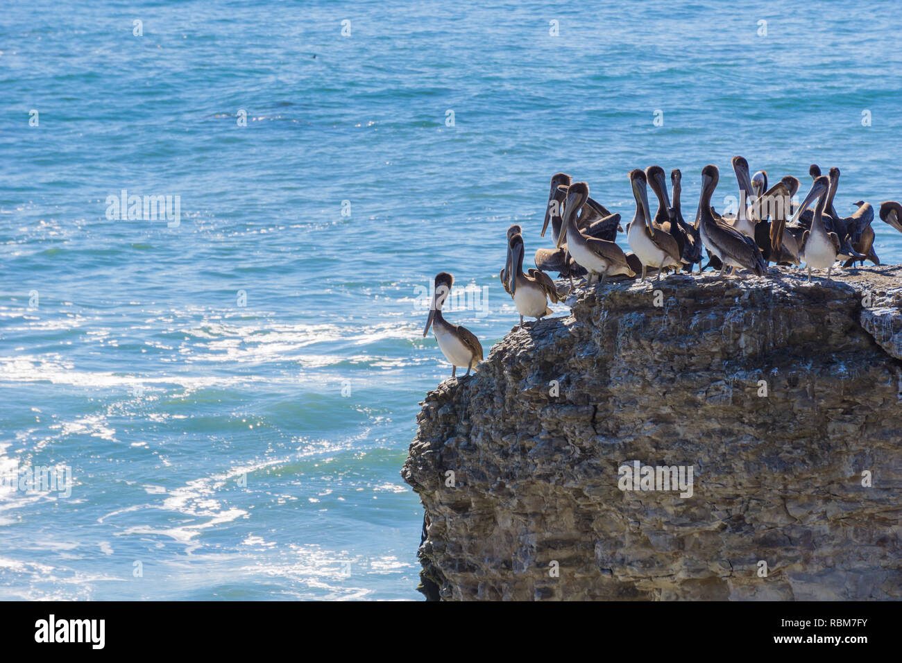 Braune Pelikane sitzen auf einer Klippe, Wilder Ranch State Park, Kalifornien Stockfoto