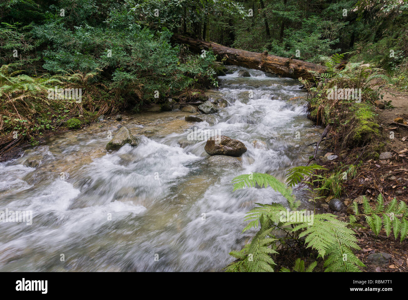 Schnell fließenden Bach, Henry Cowell State Park, Felton, Kalifornien Stockfoto