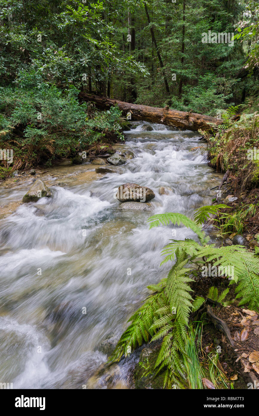 Schnell fließenden Bach, Henry Cowell State Park, Felton, Kalifornien Stockfoto