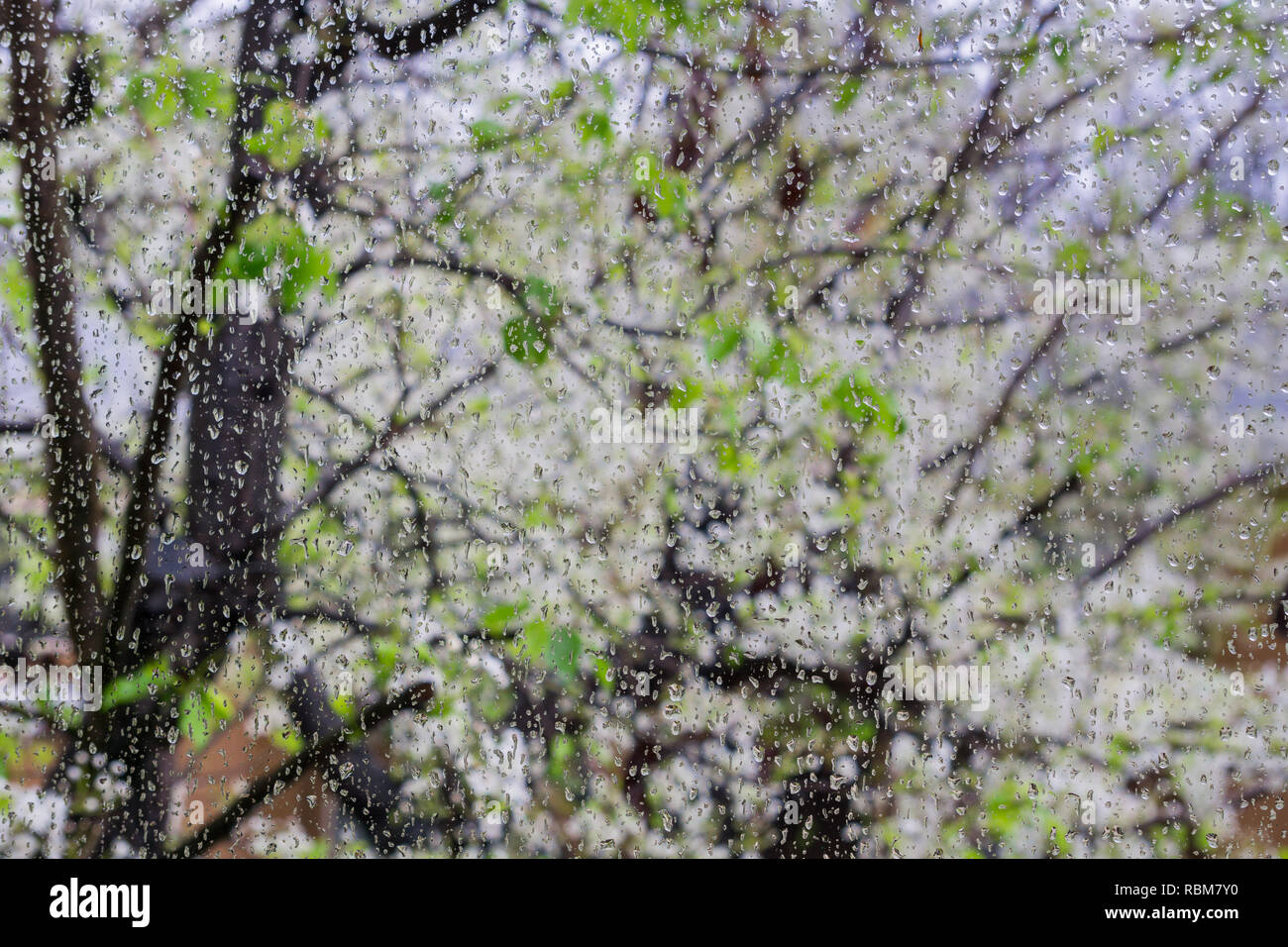 Regentropfen auf einem Fenster; blühende Bäume im Hintergrund, Kalifornien Stockfoto