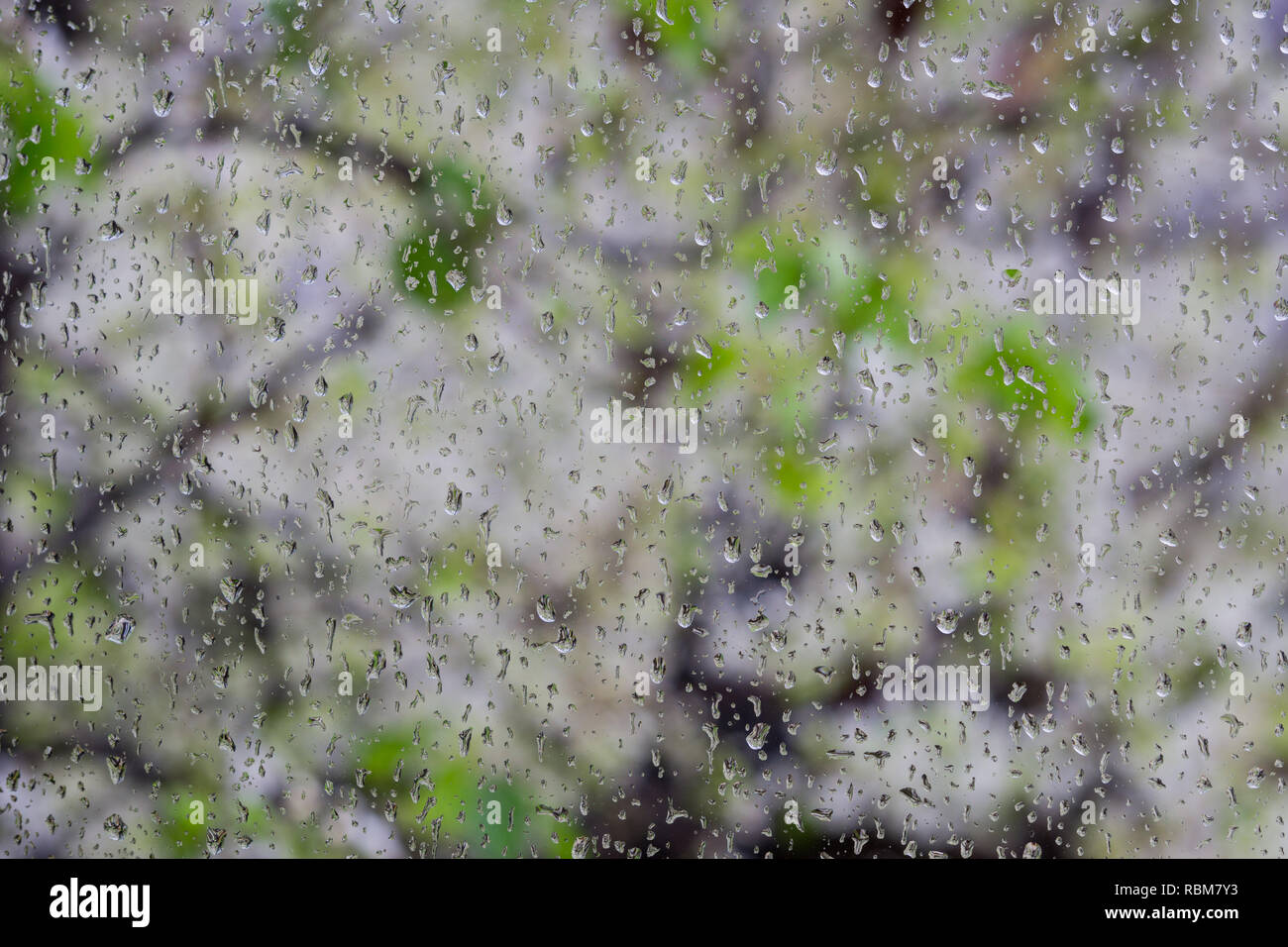 Regentropfen auf einem Fenster; blühende Bäume im Hintergrund, Kalifornien Stockfoto