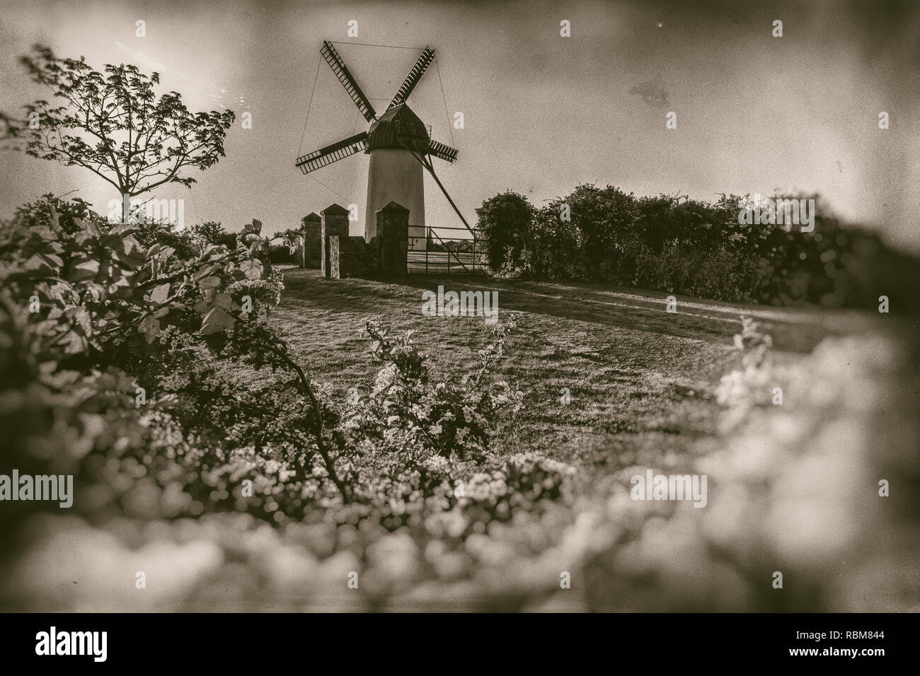 Vintage Windmühle mit Vordergrund Blumen - retro Fotografie Stockfoto