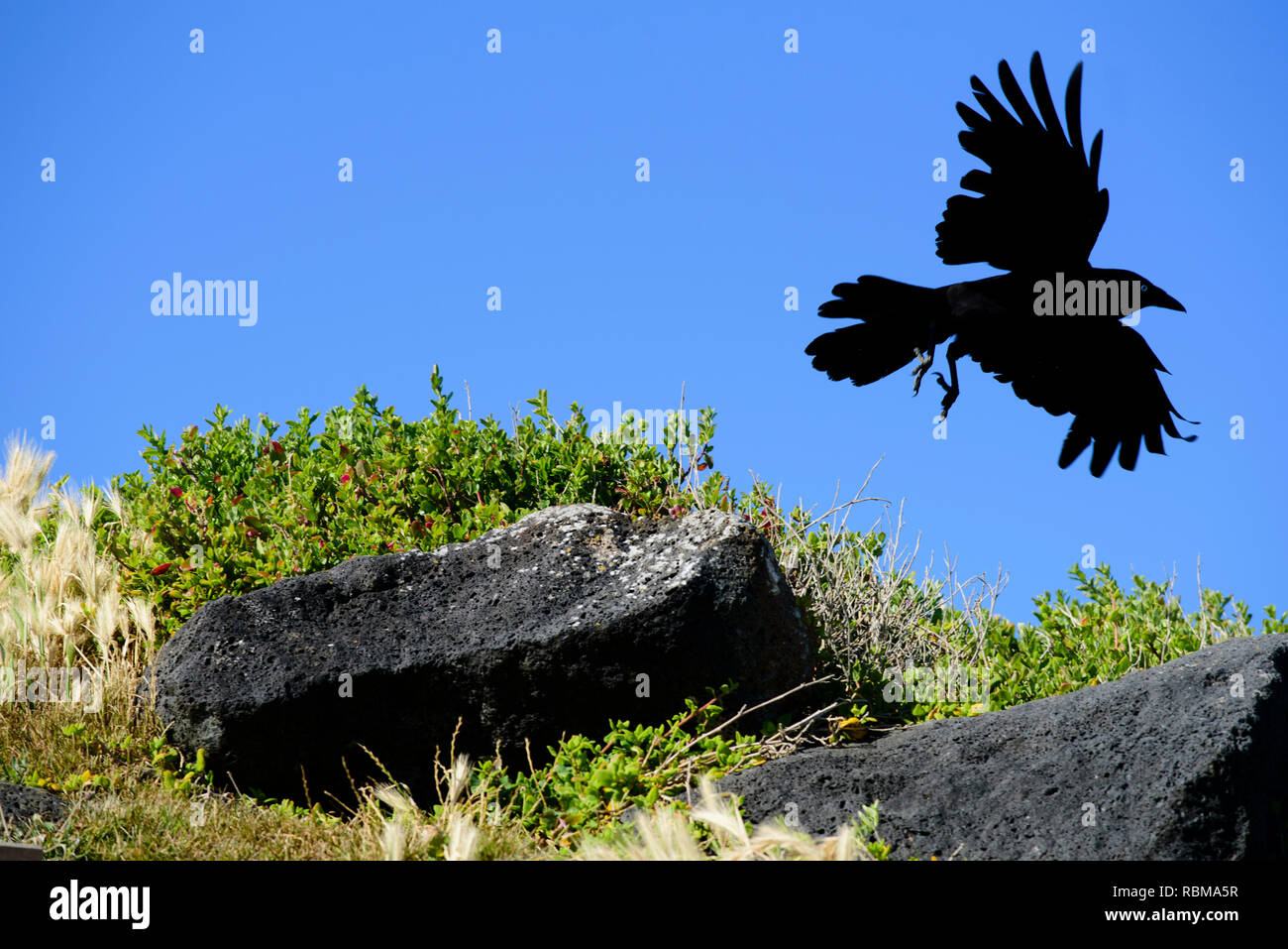 Australische Vogel, schwarze Krähe, Flug mit blauer Himmel, Victoria Australien Stockfoto