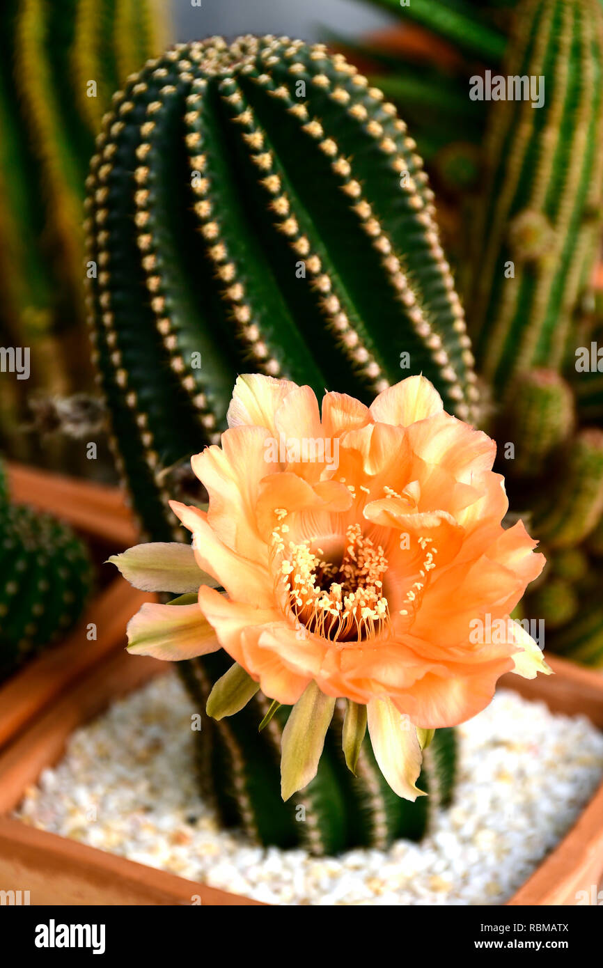 Echinopsis hybride Orange Paramount mit frühen Morgenlicht. Stockfoto