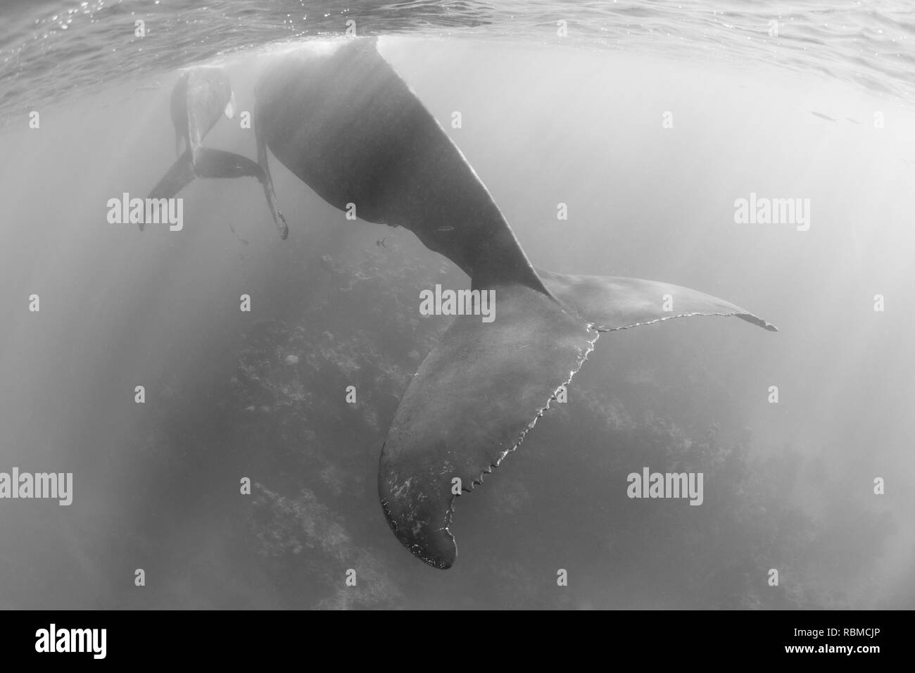 Eine herrliche, Buckelwale, Megaptera novaeangliae, schwimmt in das klare, blaue Wasser der Karibik. Stockfoto