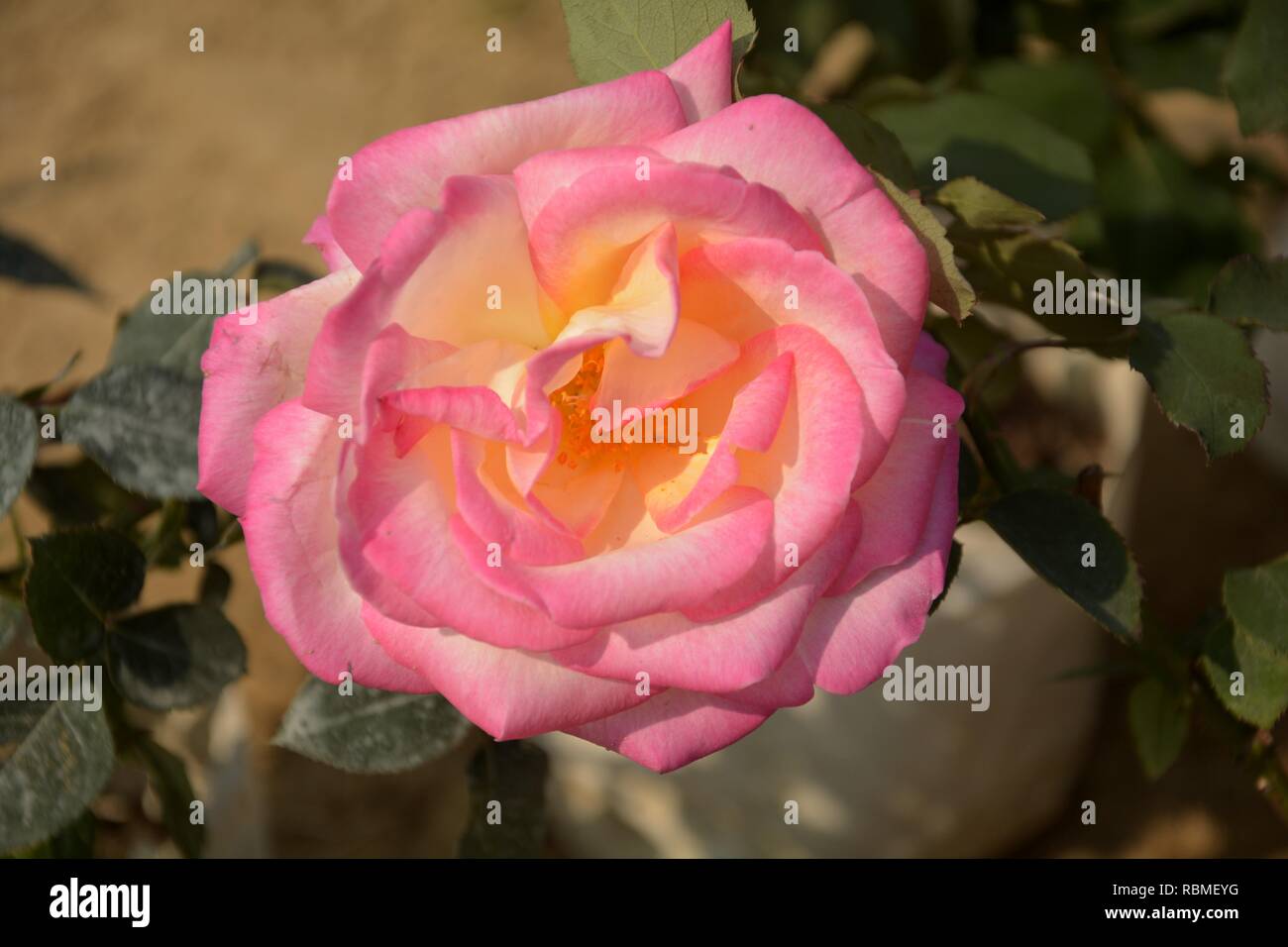 Eine einzelne rosa und weiße Farbe Double Delight Rose (rosa) Blume wächst in einem Kindergarten/im Freien, Garten mit grünen Blättern und Unschärfe backgrou Stockfoto