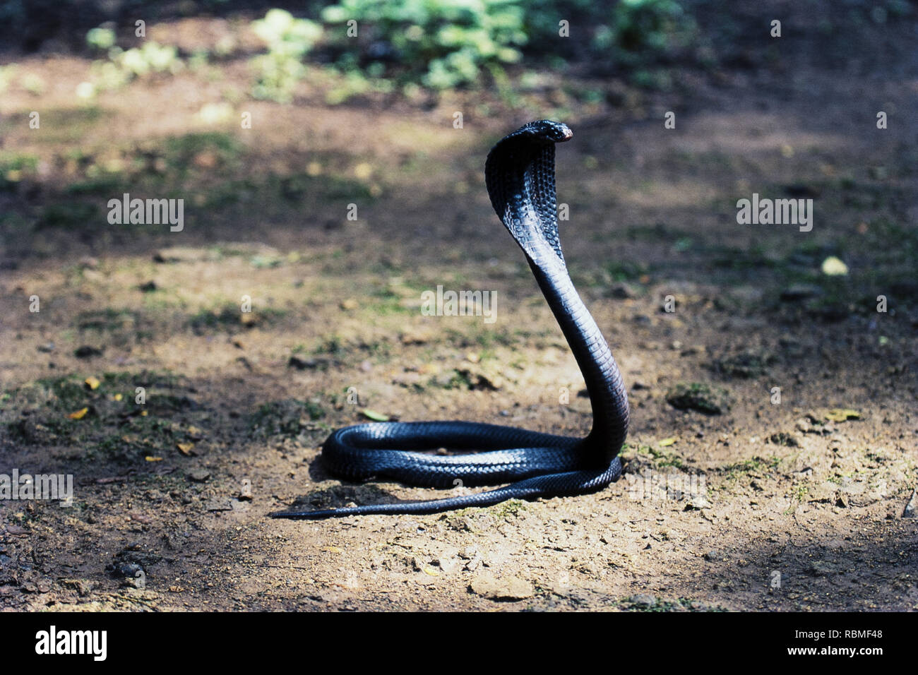 Schwarze Kobra Schlange Haube öffnen Stockfoto
