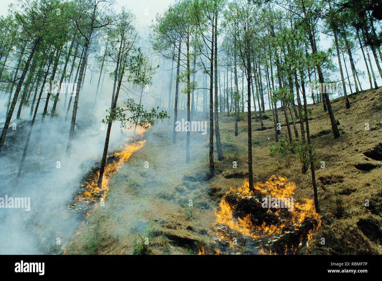 Bäume brennen in Forest Fire, Tarxien, Uttar Pradesh, Indien, Asien Stockfoto