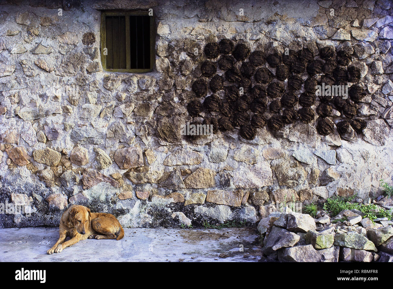 Hund sitzt neben Wand mit getrockneten Kuh dungs, Mysore, Karnataka, Indien, Asien Stockfoto