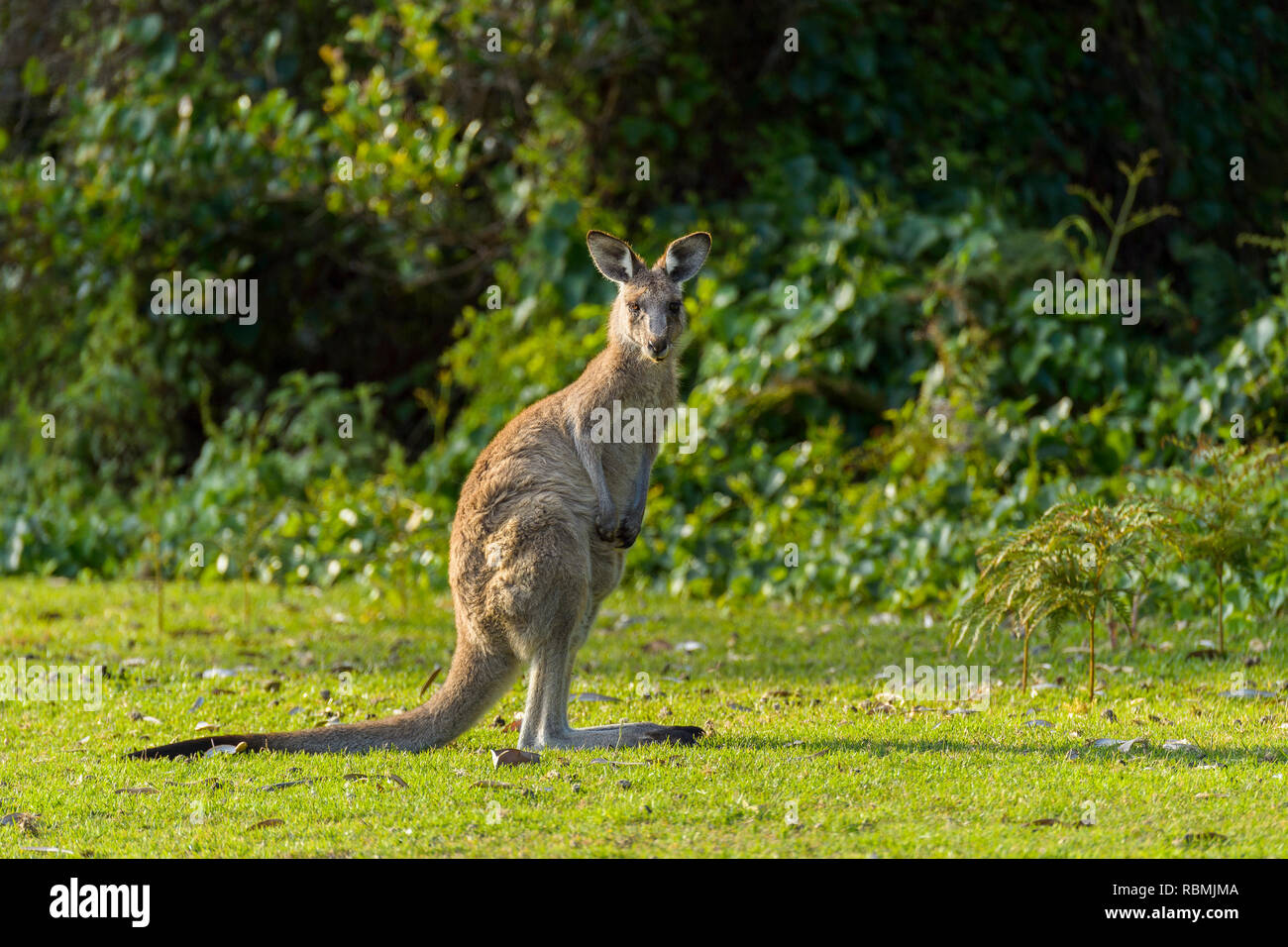 Grey Kangaroo, Macropus giganteus, Murramarang National Park, New South Wales, Australien Stockfoto