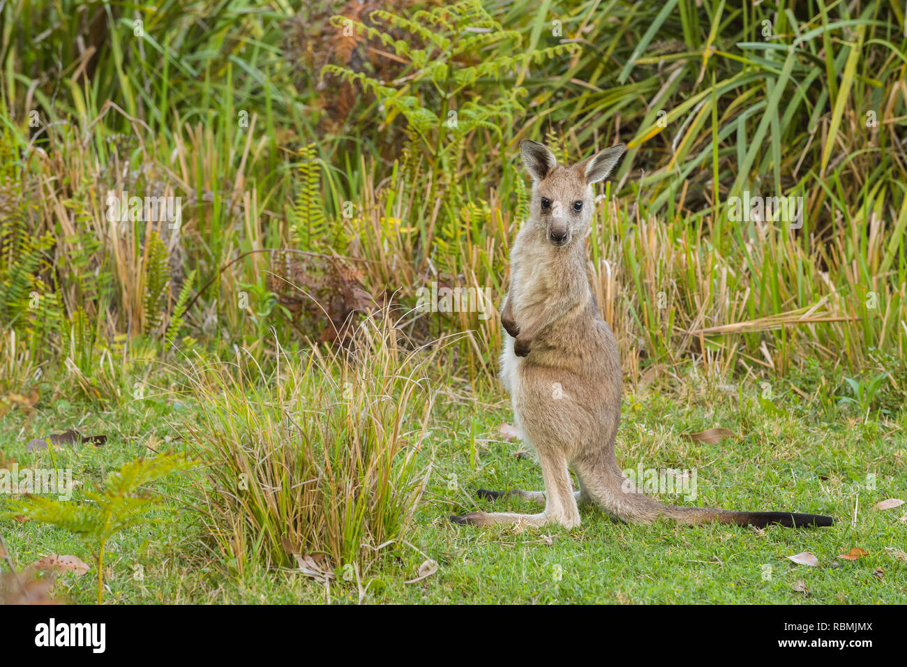 Grey Kangaroo, Macropus giganteus, Joey, Murramarang National Park, New South Wales, Australien Stockfoto