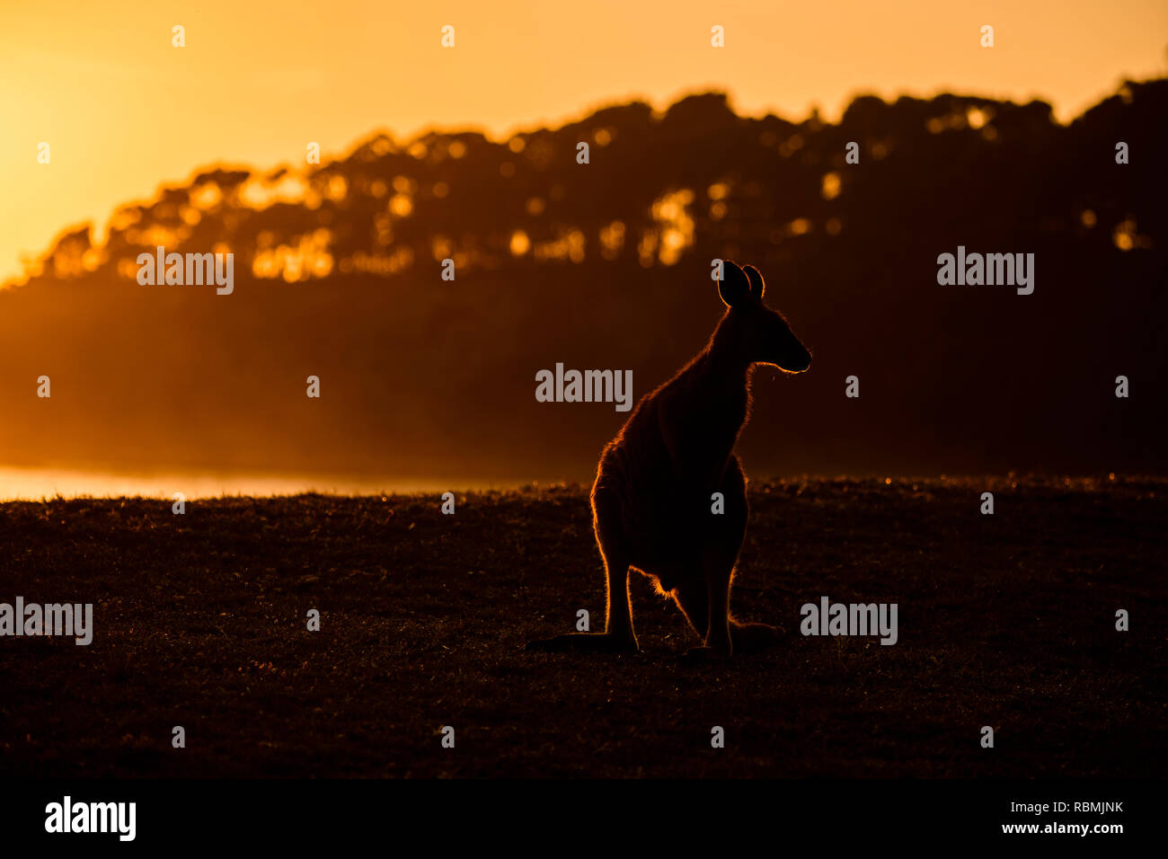 Grey Kangaroo, Macropus giganteus, bei Sonnenaufgang, Murramarang National Park, New South Wales, Australien Stockfoto