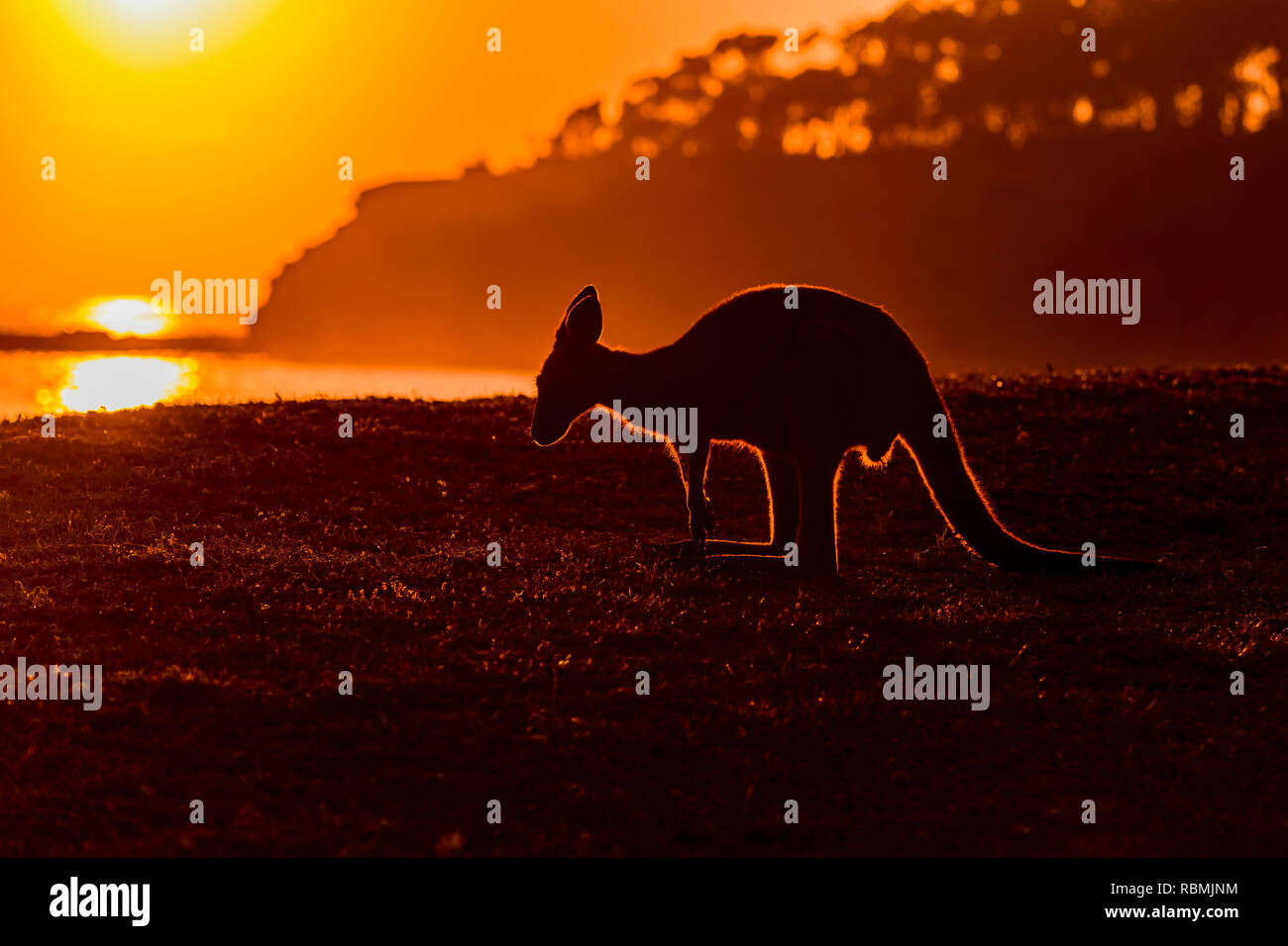 Grey Kangaroo, Macropus giganteus, bei Sonnenaufgang, Murramarang National Park, New South Wales, Australien Stockfoto