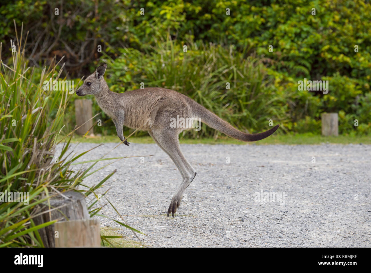 Grey Kangaroo, Macropus giganteus, Springen, Murramarang National Park, New South Wales, Australien Stockfoto