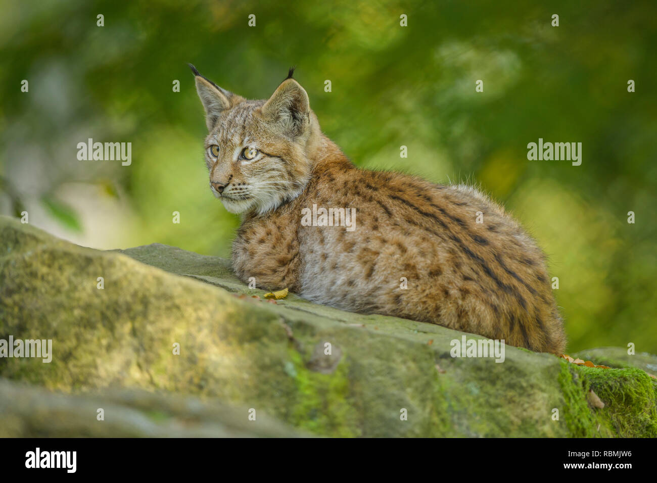 Eurasischen Luchs Lynx lynx, Kätzchen, Deutschland, Europa Stockfoto