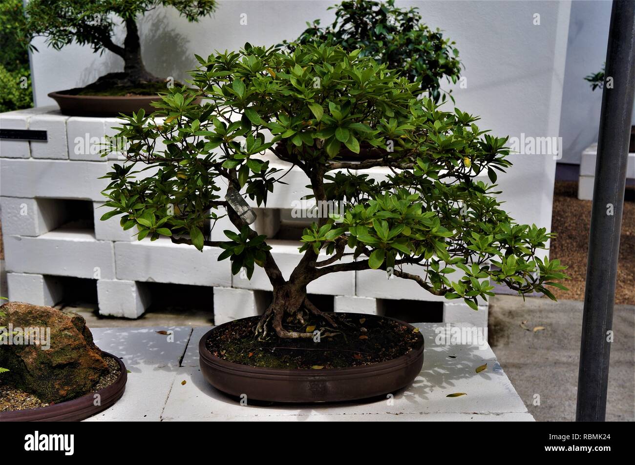 Karate kid baum Fotos und Bildmaterial in hoher Auflösung Alamy