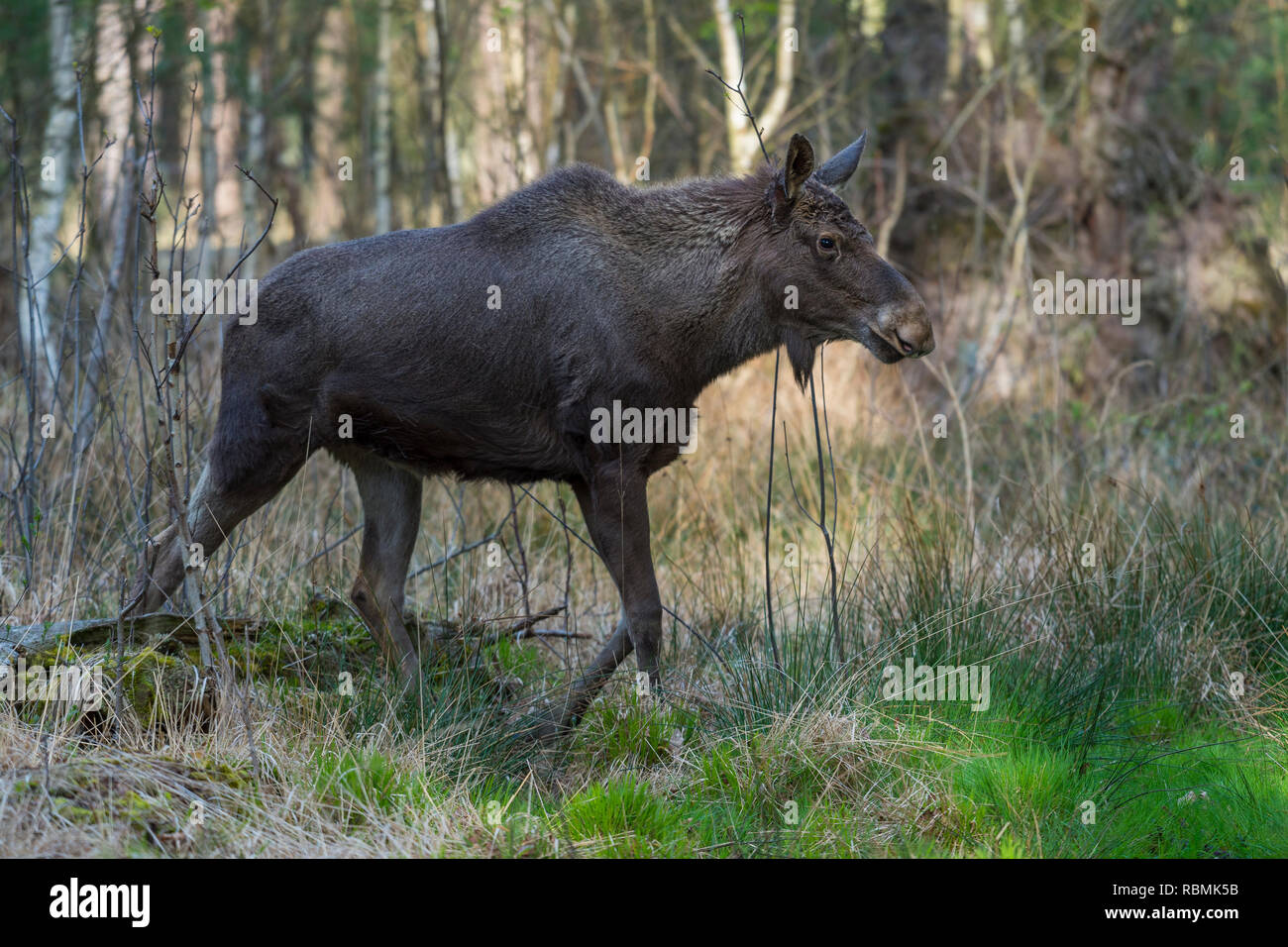 Elch, Wapiti, Alces Alces, Deutschland, Europa Stockfoto