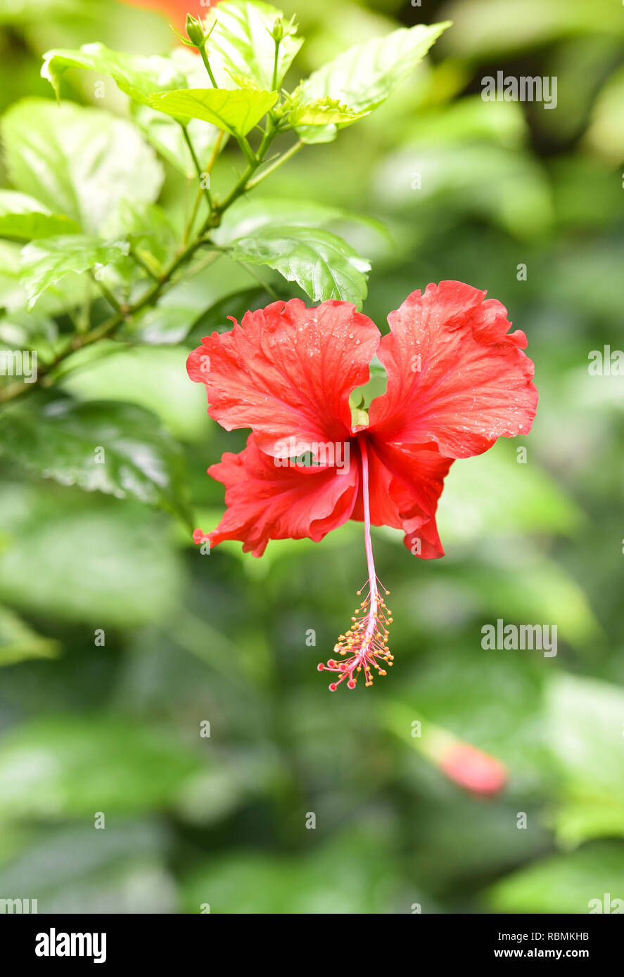 Red Hibiscus flower auf Baum in der Natur Garten Hintergrund/Blooming red Hibiscus rosa sinensis, chinesische Rose tropische Pflanze Stockfoto