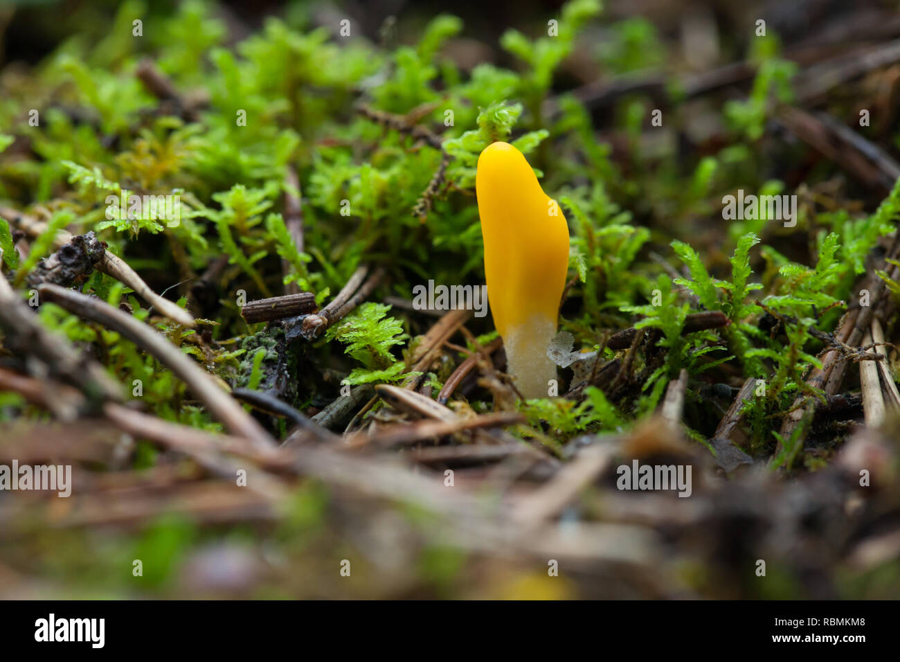 Gelbe Erde Zunge Stockfoto