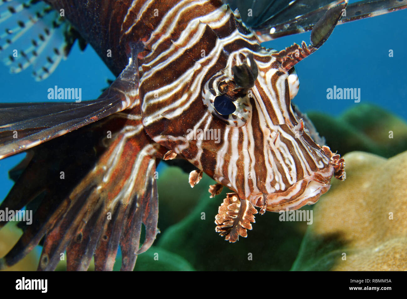 Common lionfish / Teufel firefish - pterois Miles Stockfoto