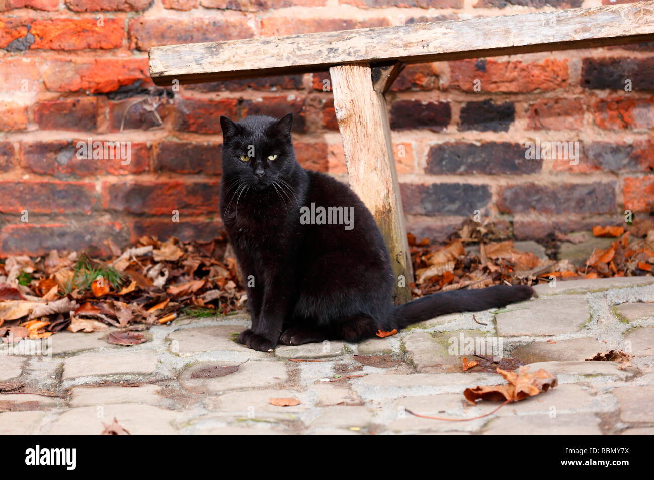 Eine schwarze Katze, die in einer Farm in Leeds sitzt. Stockfoto