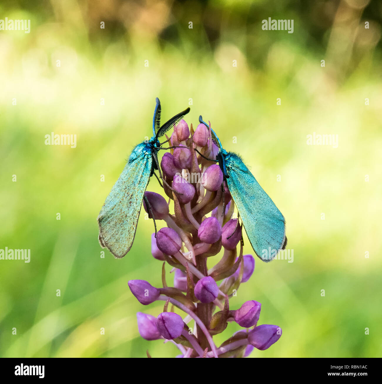 Zwei grüne Waldinsekten, die auf einer violetten Lupinenblüte sitzen Stockfoto