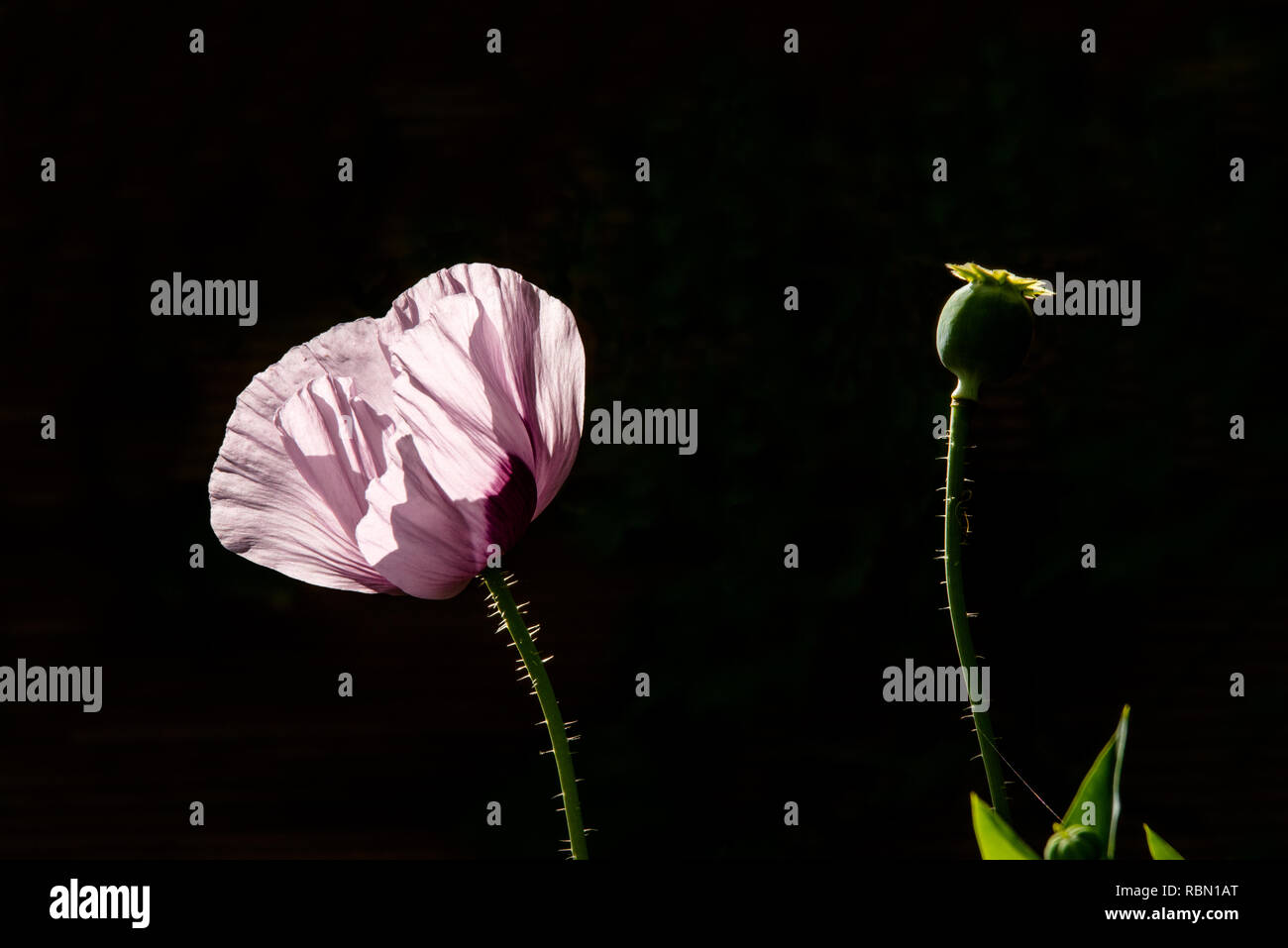 Rosafarbene Mohn Blüte mit Bud auf schwarzem Hintergrund Stockfoto