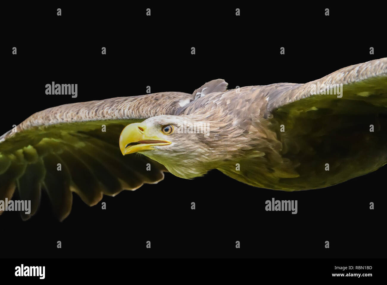Suchen threatful fliegenden Adler auf schwarzem Hintergrund Stockfoto
