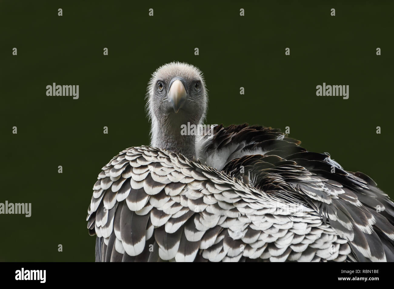 Neugierig schauen die jungen Geier auf schwarzem Hintergrund Stockfoto
