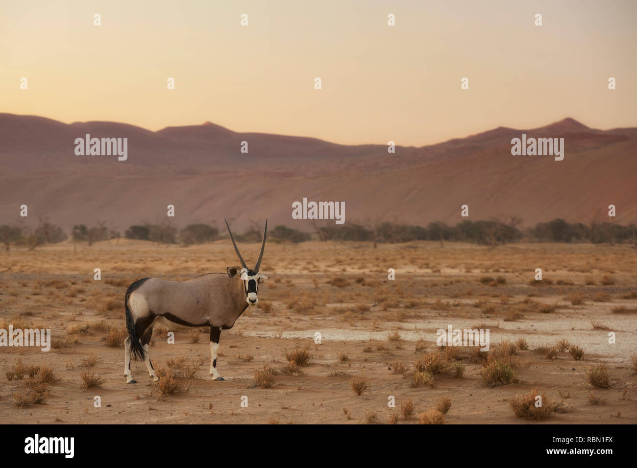 Südafrikanische Oryx-Oryx gazella Gazella, schöne iconic Antilope aus der Wüste Namib, Namibia. Stockfoto