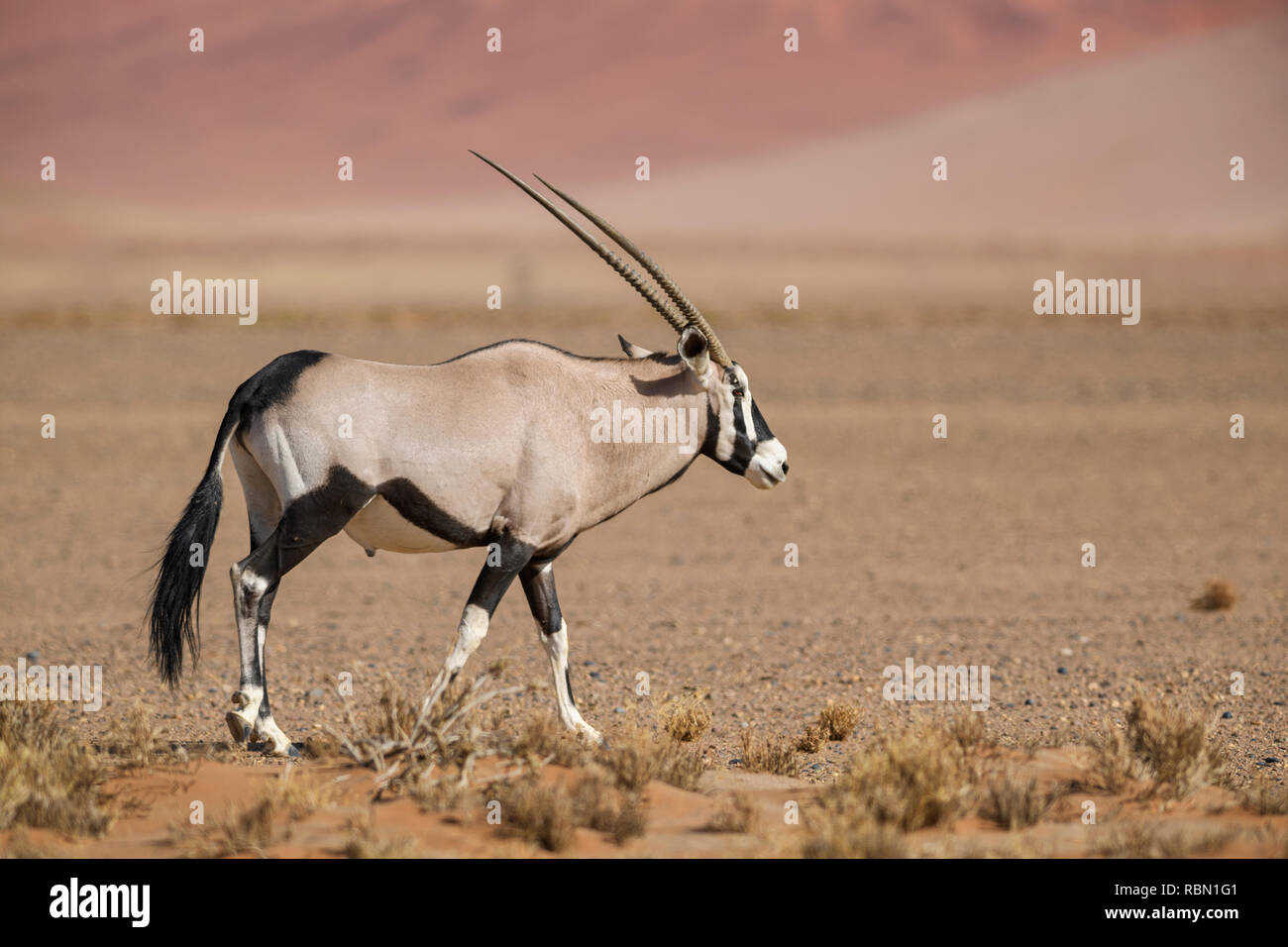 Südafrikanische Oryx-Oryx gazella Gazella, schöne iconic Antilope aus der Wüste Namib, Namibia. Stockfoto