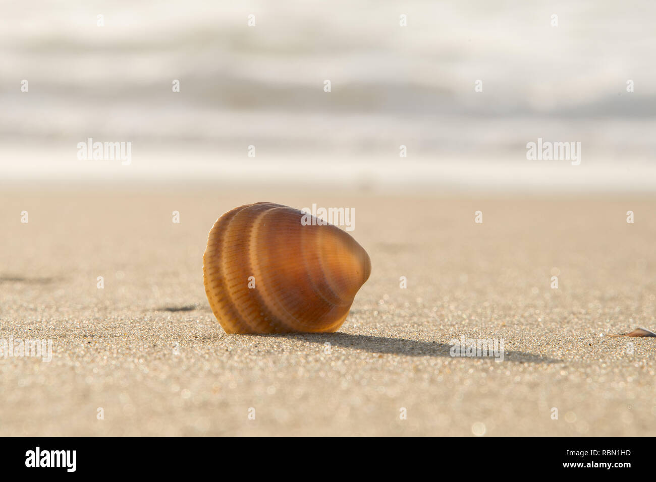 Single sun - Muschel am Strand überflutet Stockfoto