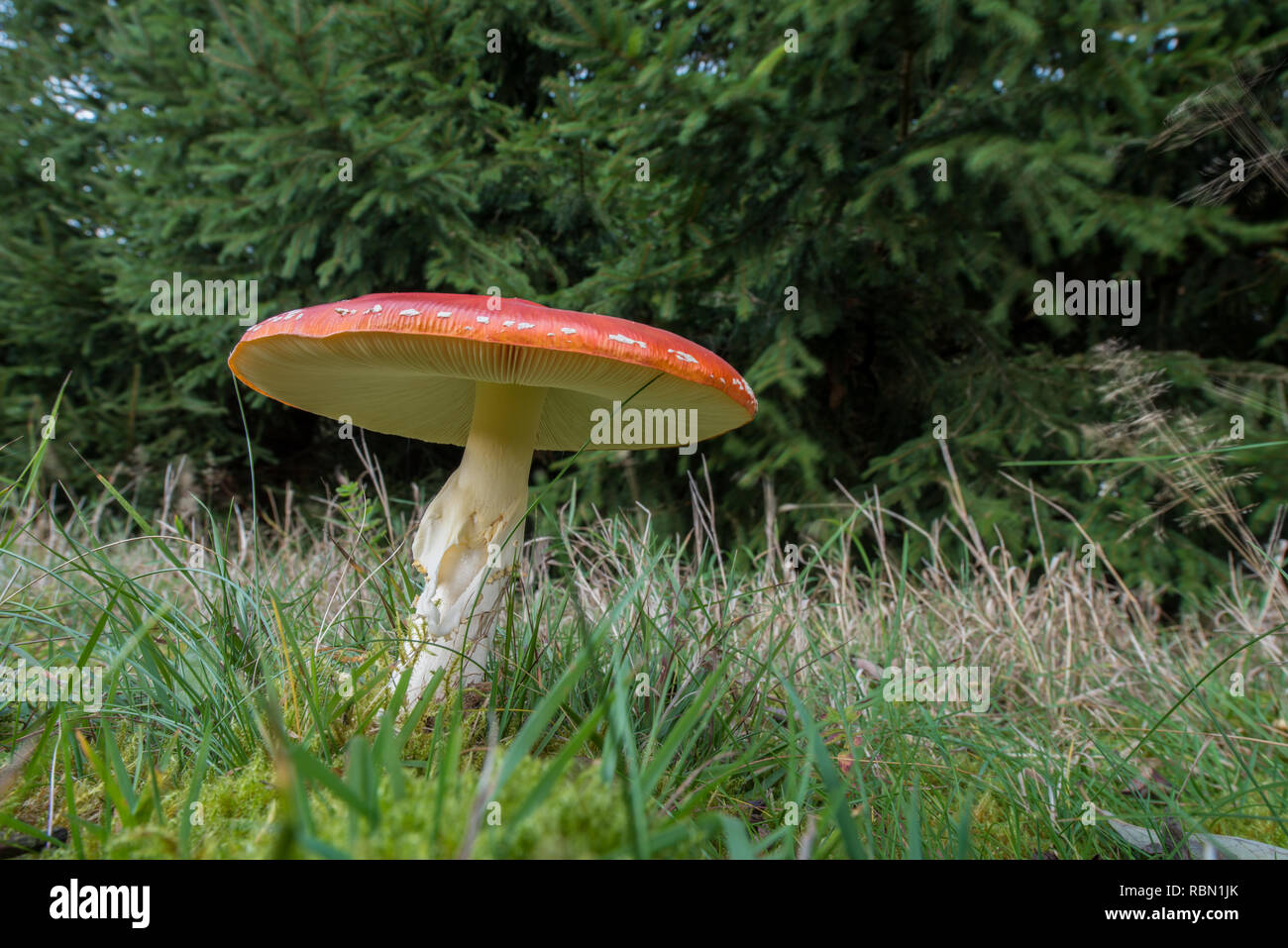 Big Fly agaric Pilz auf Wiese Stockfoto