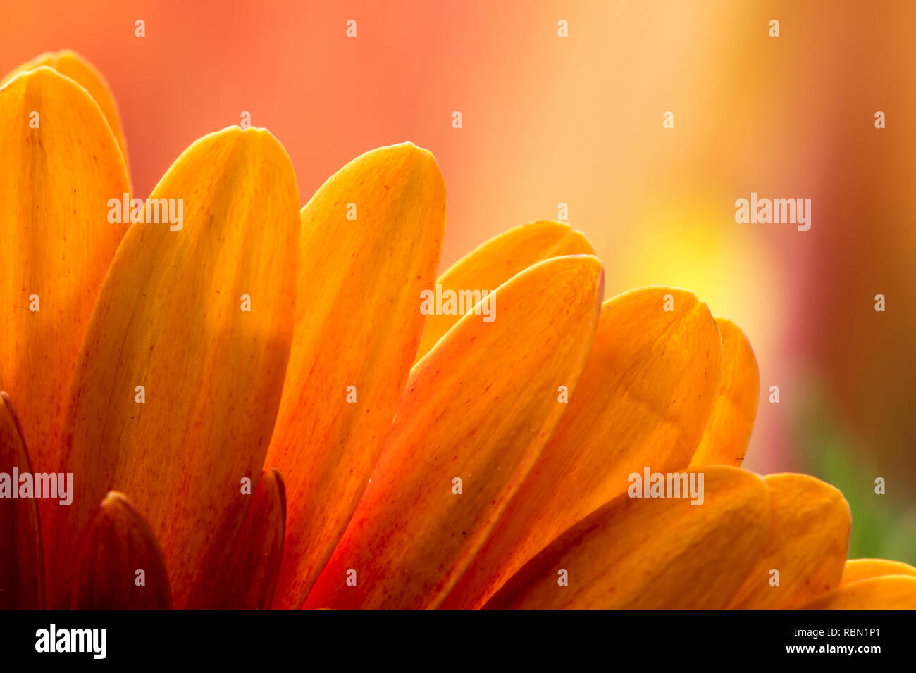 Teil der gelben Blüten mit sonnendurchfluteten Blütenblätter und Platz für Text Stockfoto