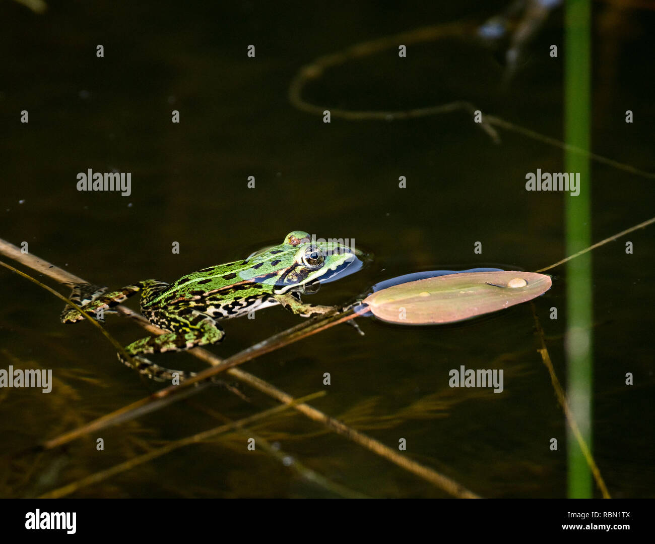 Greenback Frosch schwimmen im Wasser Stockfoto