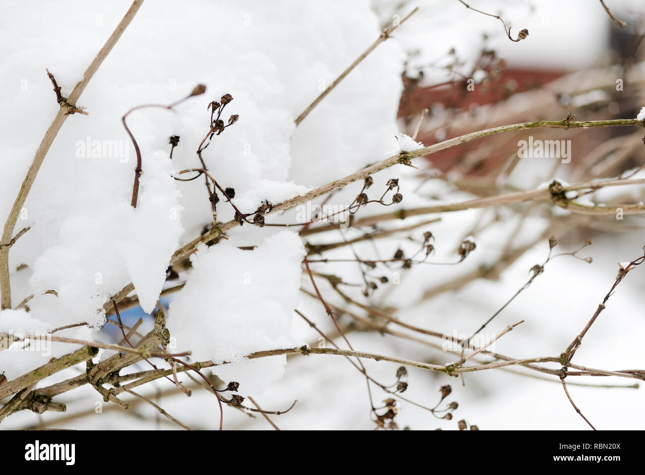 Branchen Büschen mit Schnee im Winter Garten abgedeckt Stockfoto