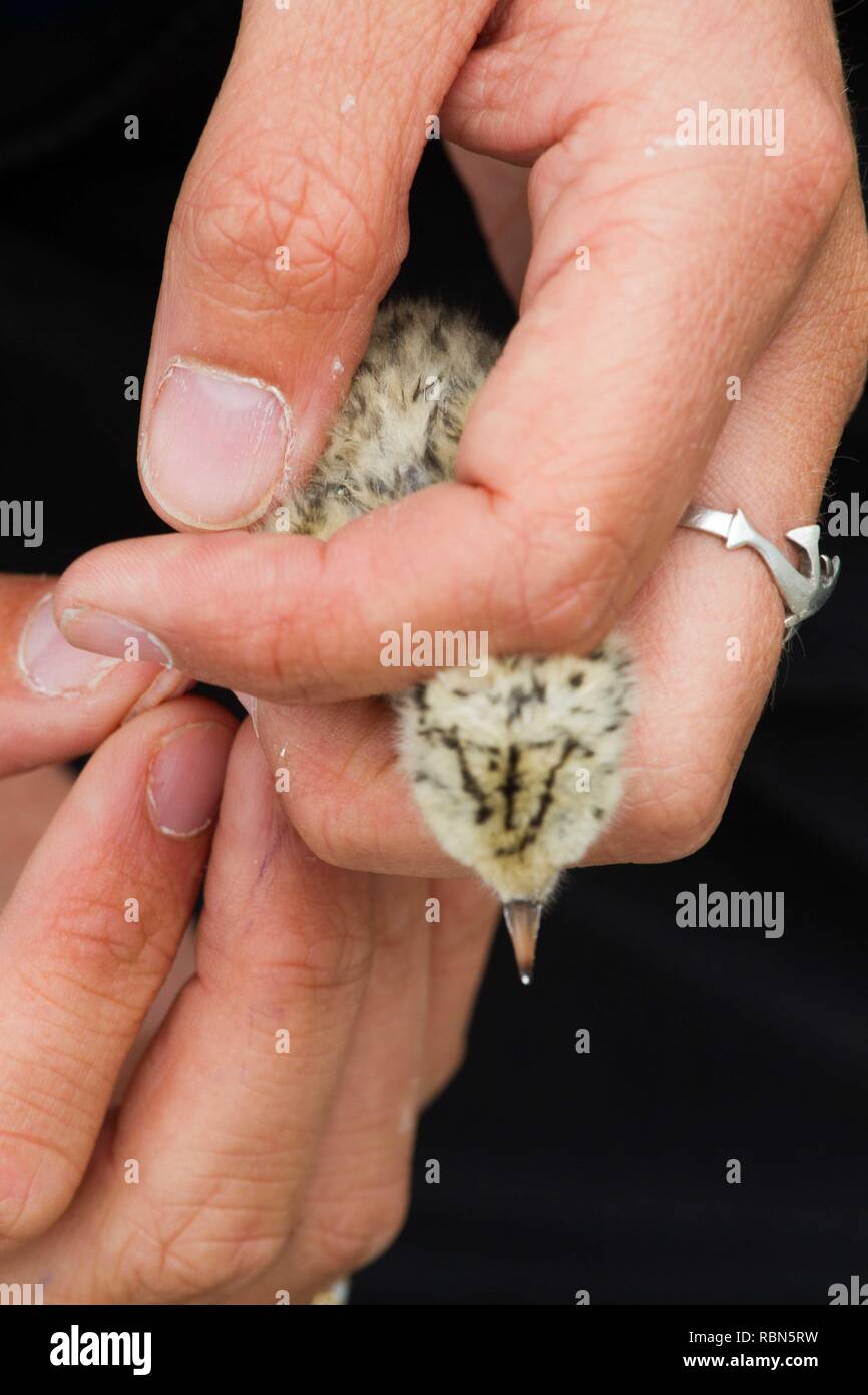 Zwergseeschwalbe (Sterna Albifrons) Frisch geschlüpfte junge Sprosse für Wissenschaftler, die über Migration und Langlebigkeit zu finden. Stockfoto