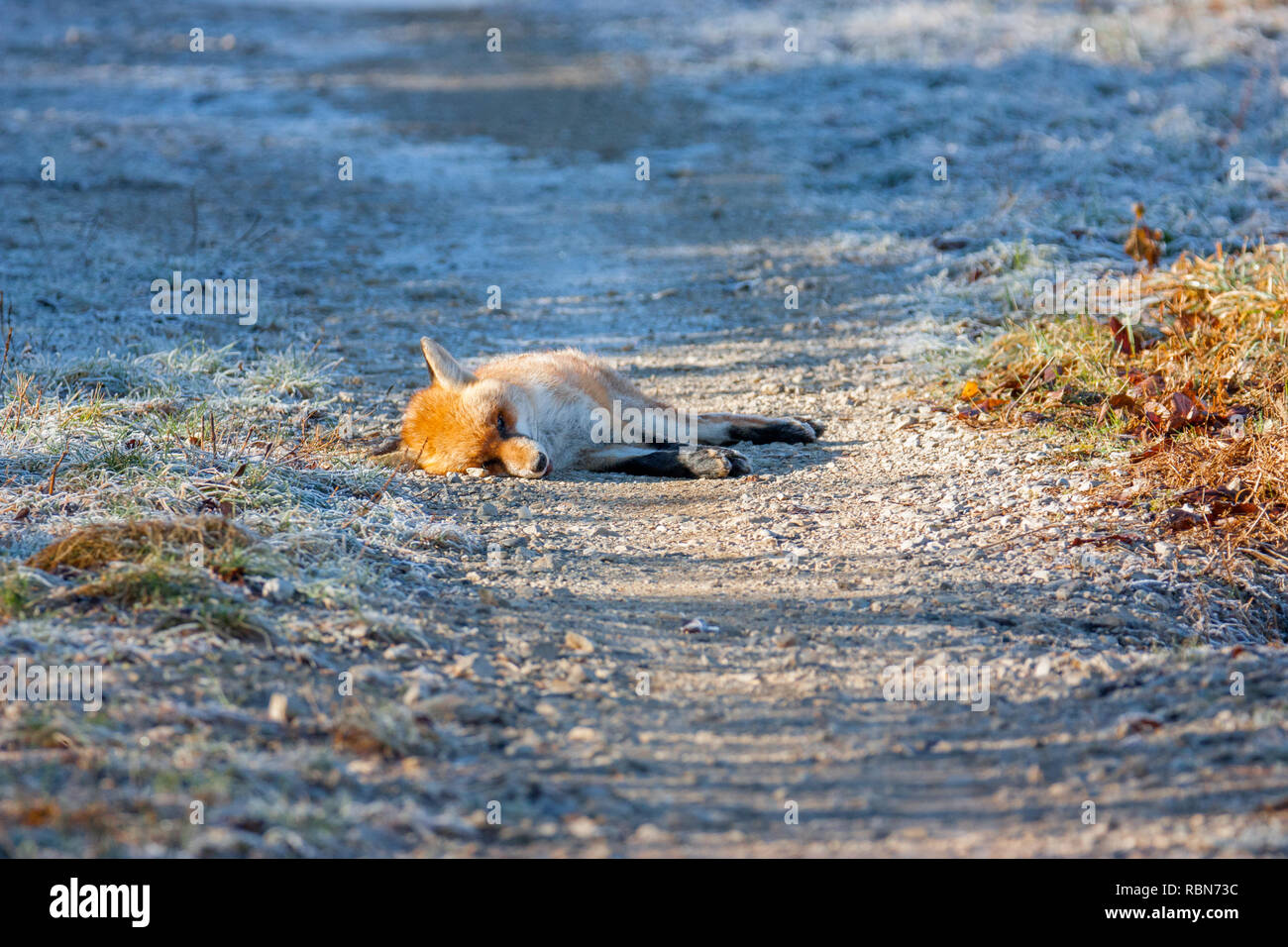 Dead Red Fox mit Tollwut tot auf der Landstraße Stockfoto