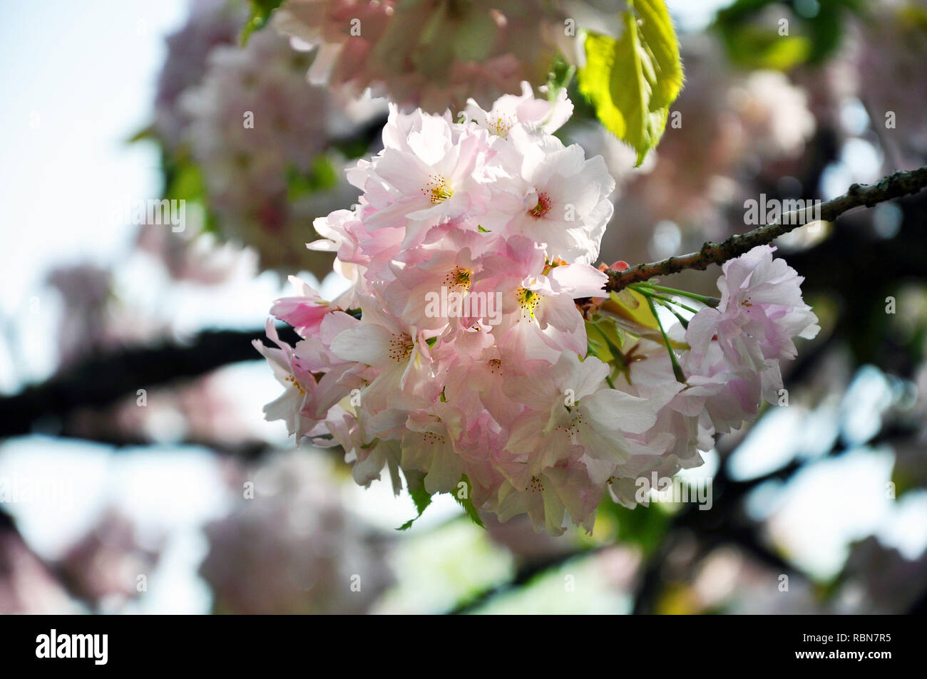 Nahaufnahme einer blühenden Zweig der Kirschbaum im sonnigen Tag auf die unscharfen floral background, selektiver Fokus Stockfoto